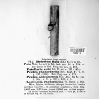 Pezicula rubi image